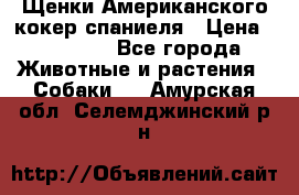 Щенки Американского кокер спаниеля › Цена ­ 15 000 - Все города Животные и растения » Собаки   . Амурская обл.,Селемджинский р-н